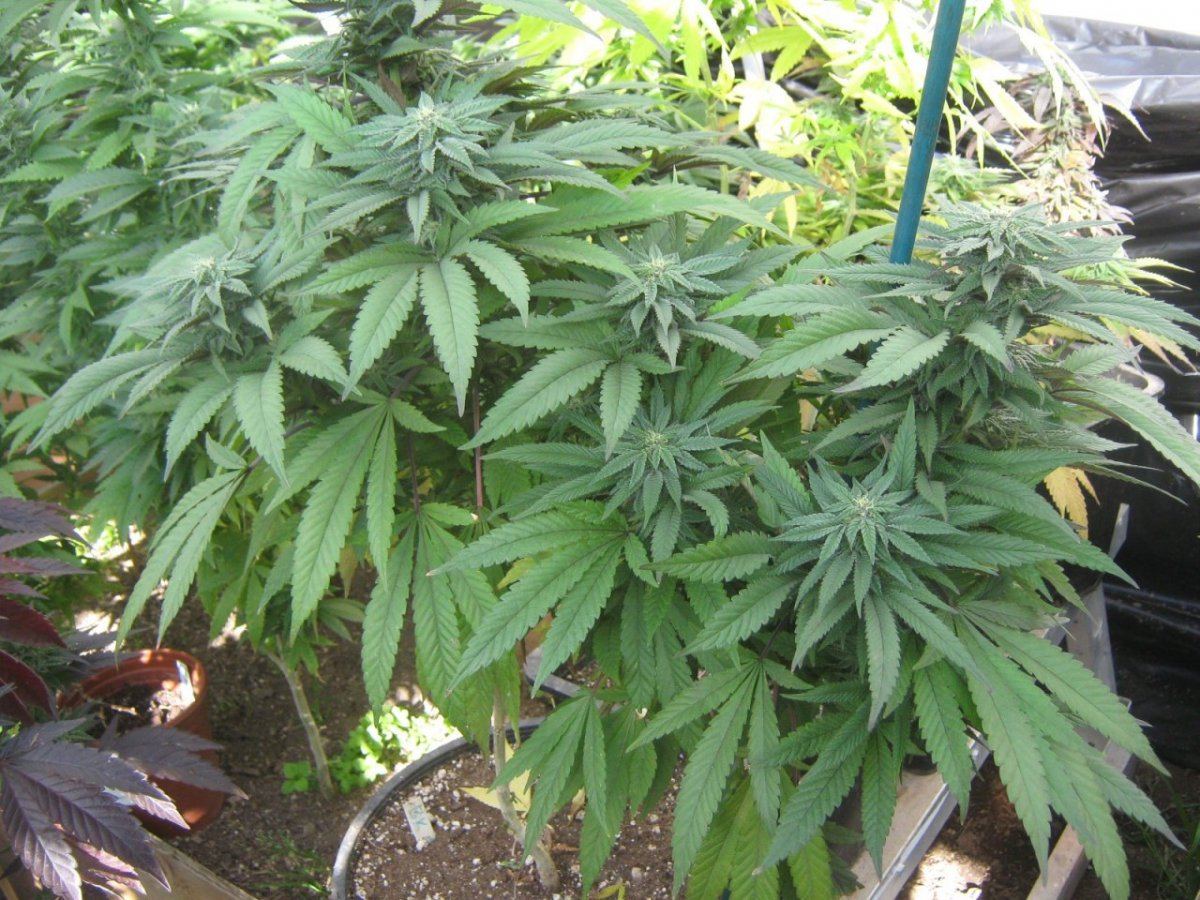 Bubbakush324