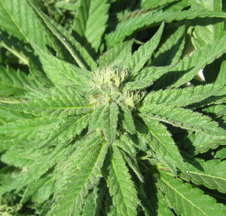 Bubbakush5 11