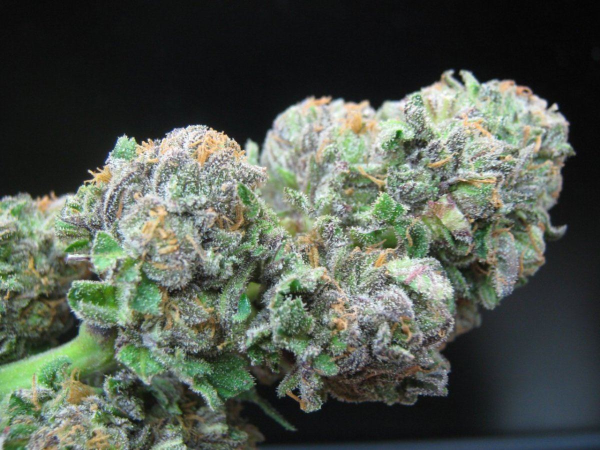 Bubbakush6 12
