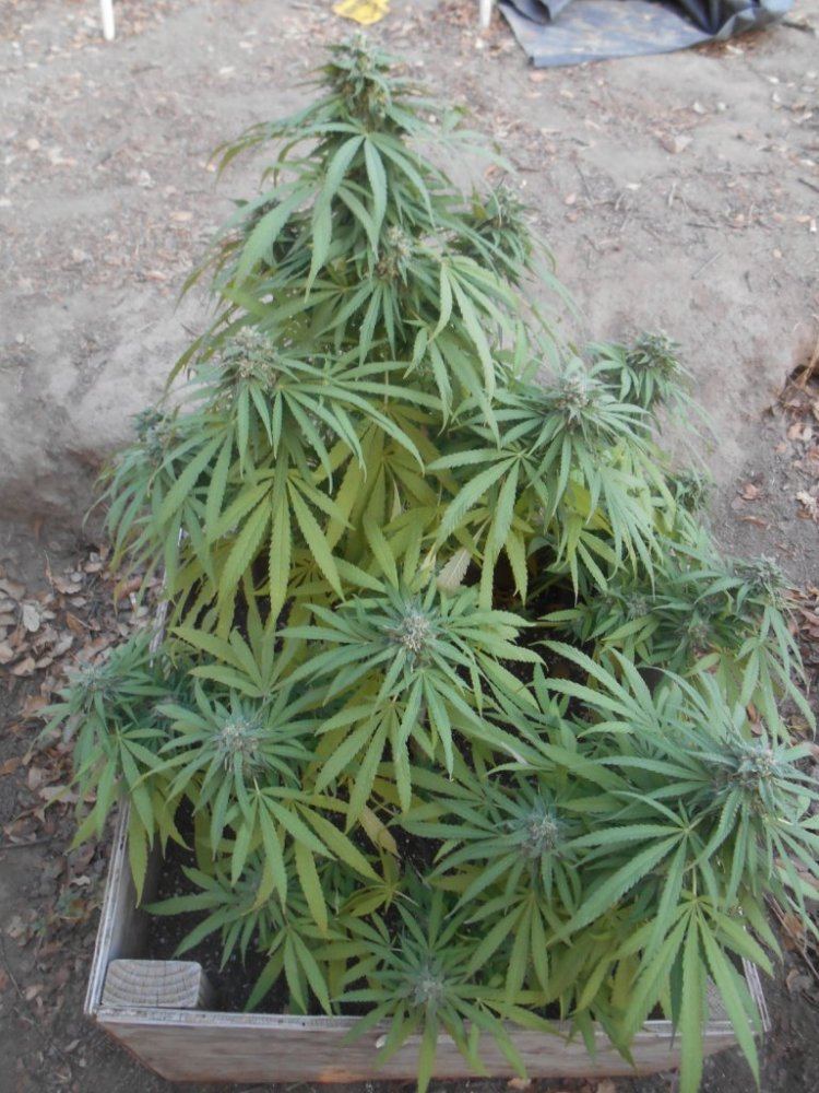 Bubbakush926