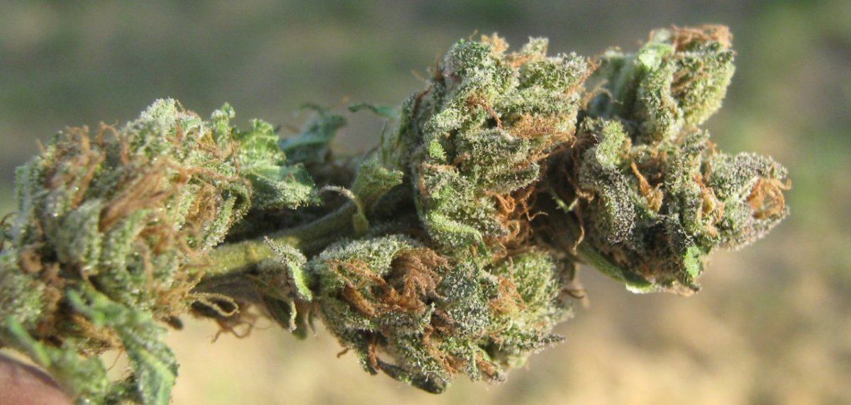 Bubbakushbud