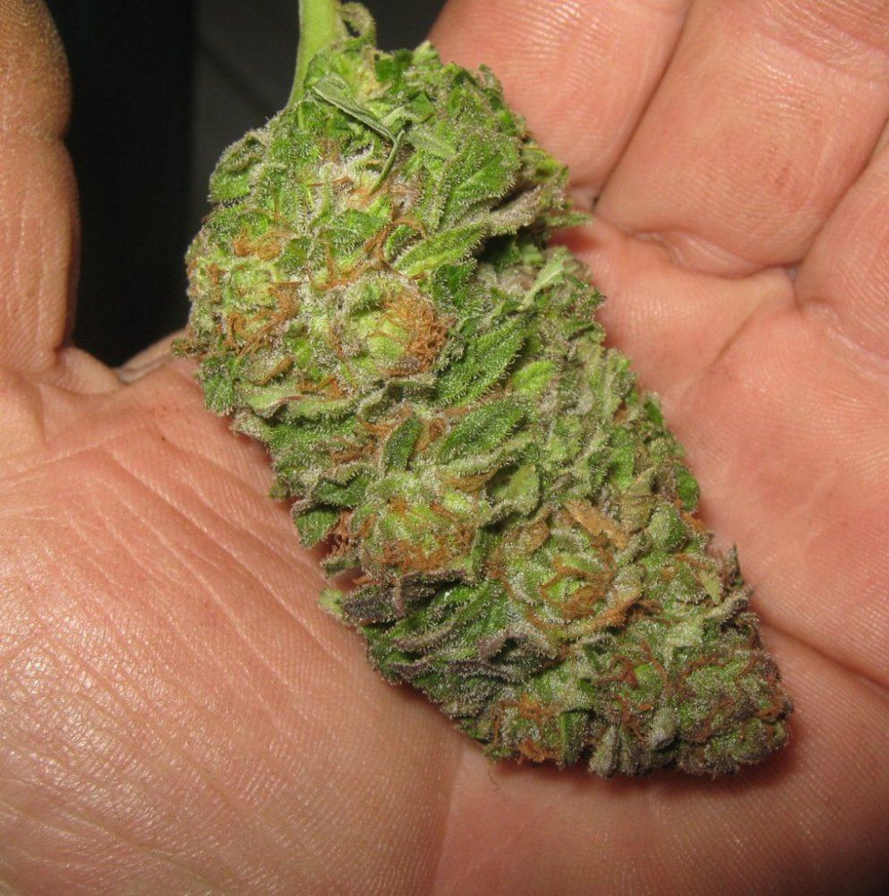 Bubbakushbudinhand6 6