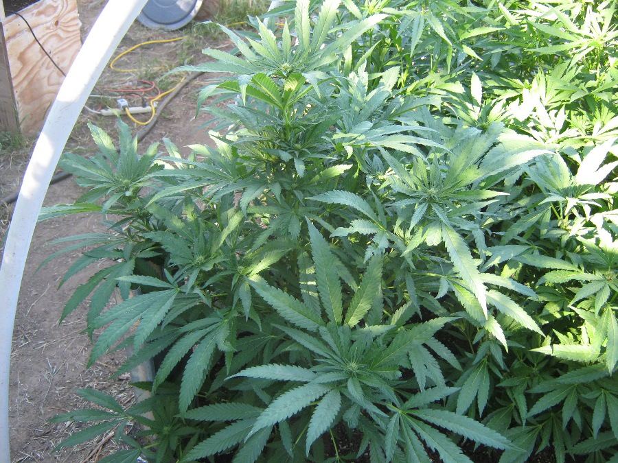 BubbaKUSHBUSH2 5 9