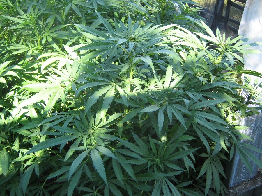 Bubbakushbush5 9
