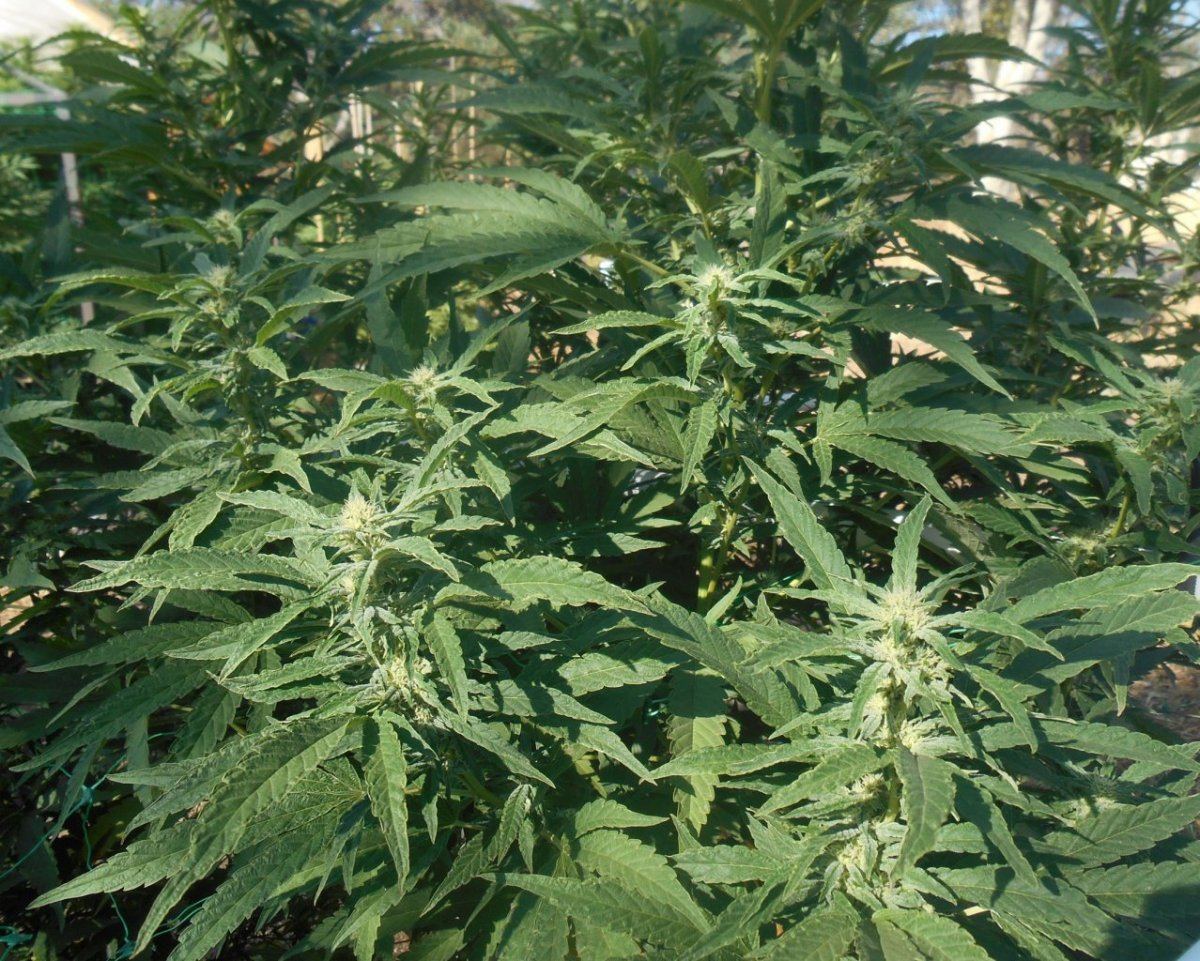 BubbaOG821