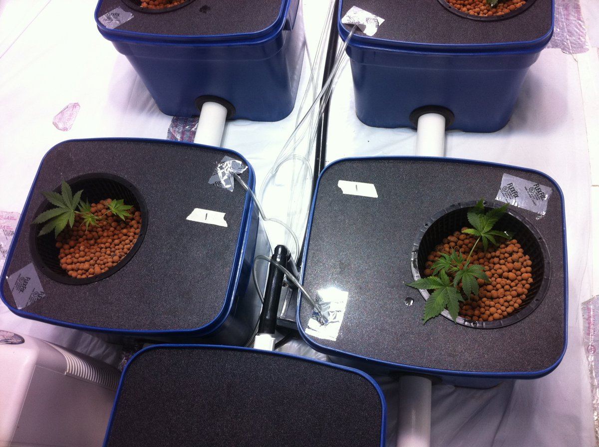 BubbaOGplant1