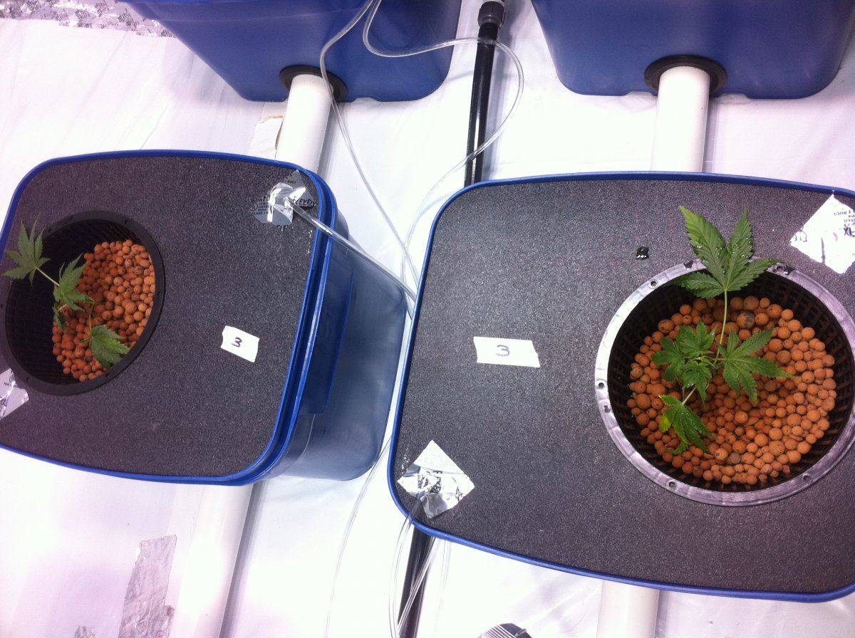 BubbaOGplant3