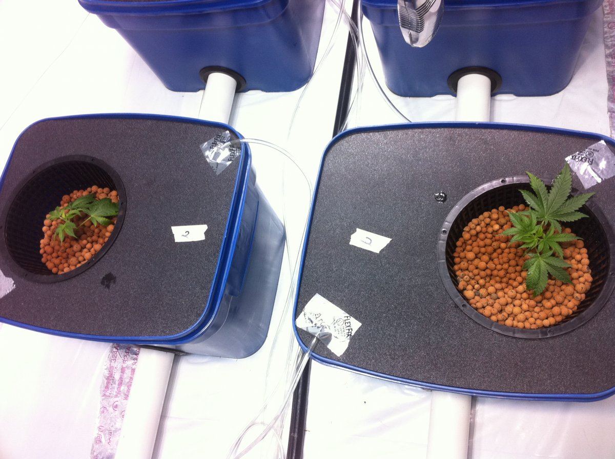 Bubbaogucplant2