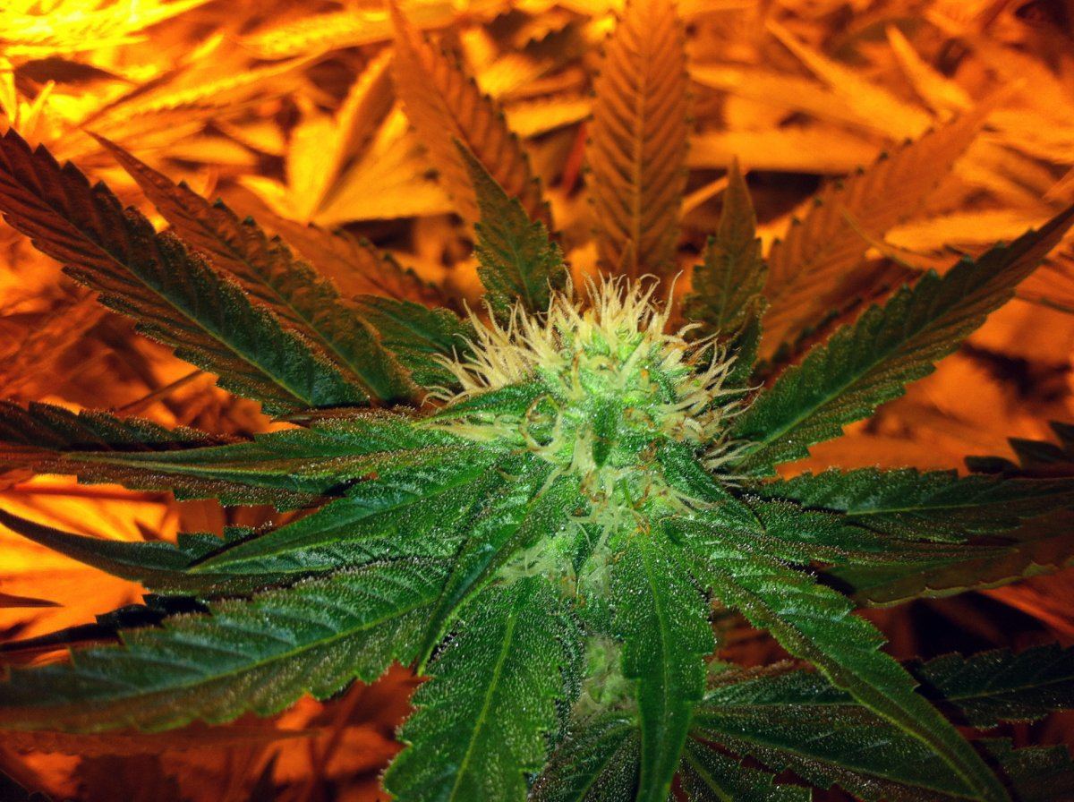 Bubbaogweek4