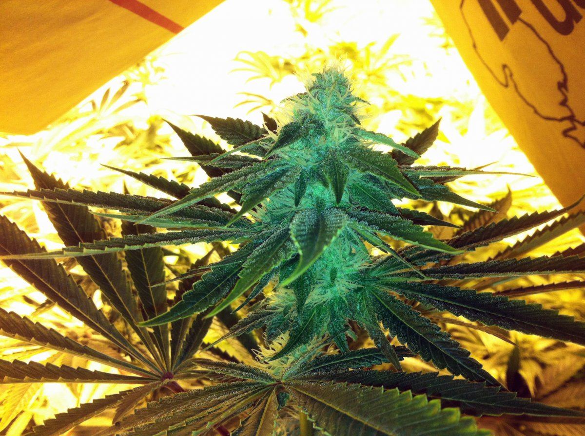 Bubbaogweek5