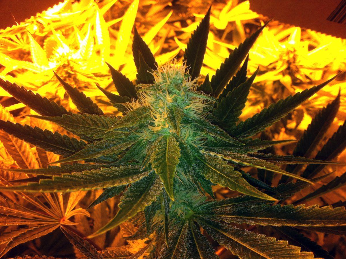 Bubbaogweek51