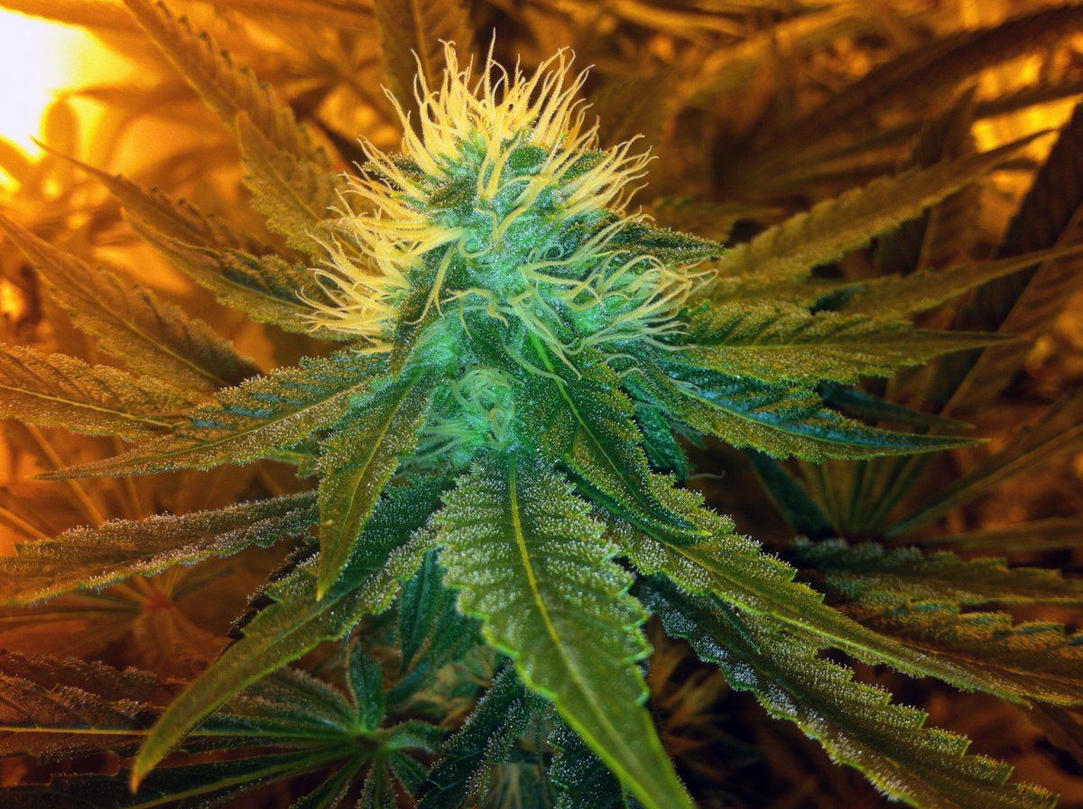 Bubbaogweek52