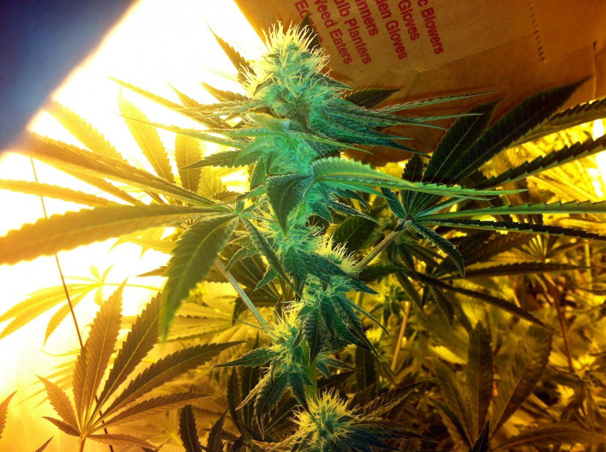 Bubbaogweek53