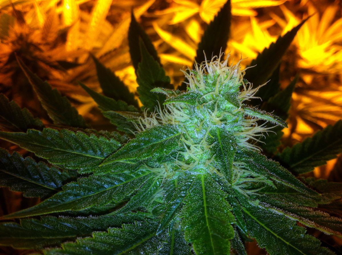 Bubbaogweek54
