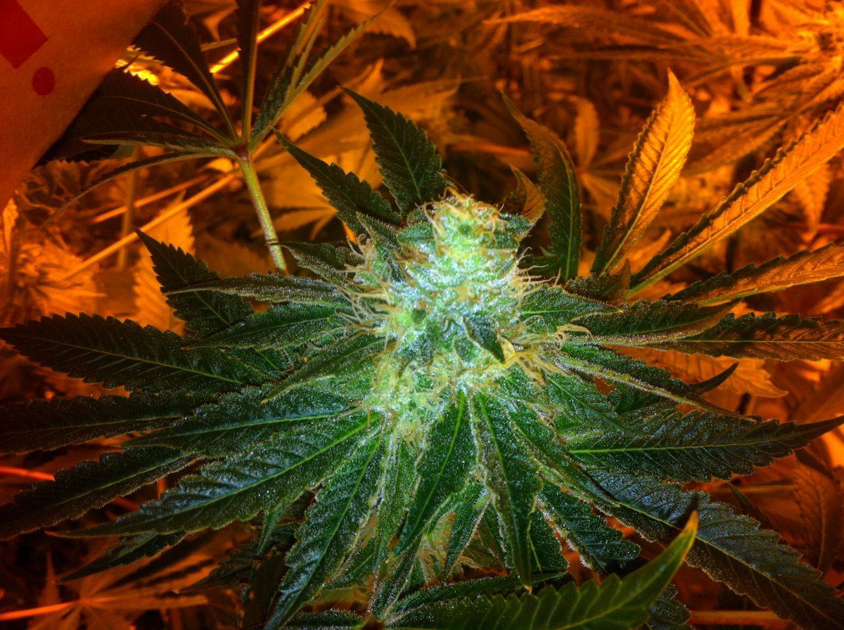 Bubbaogweek7p2