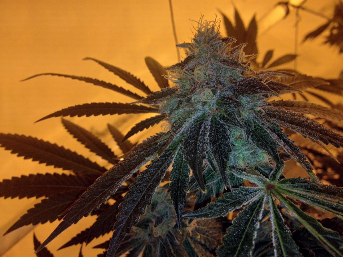 Bubbaogweek82012