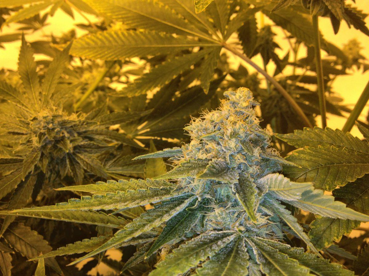 Bubbaogweek820122