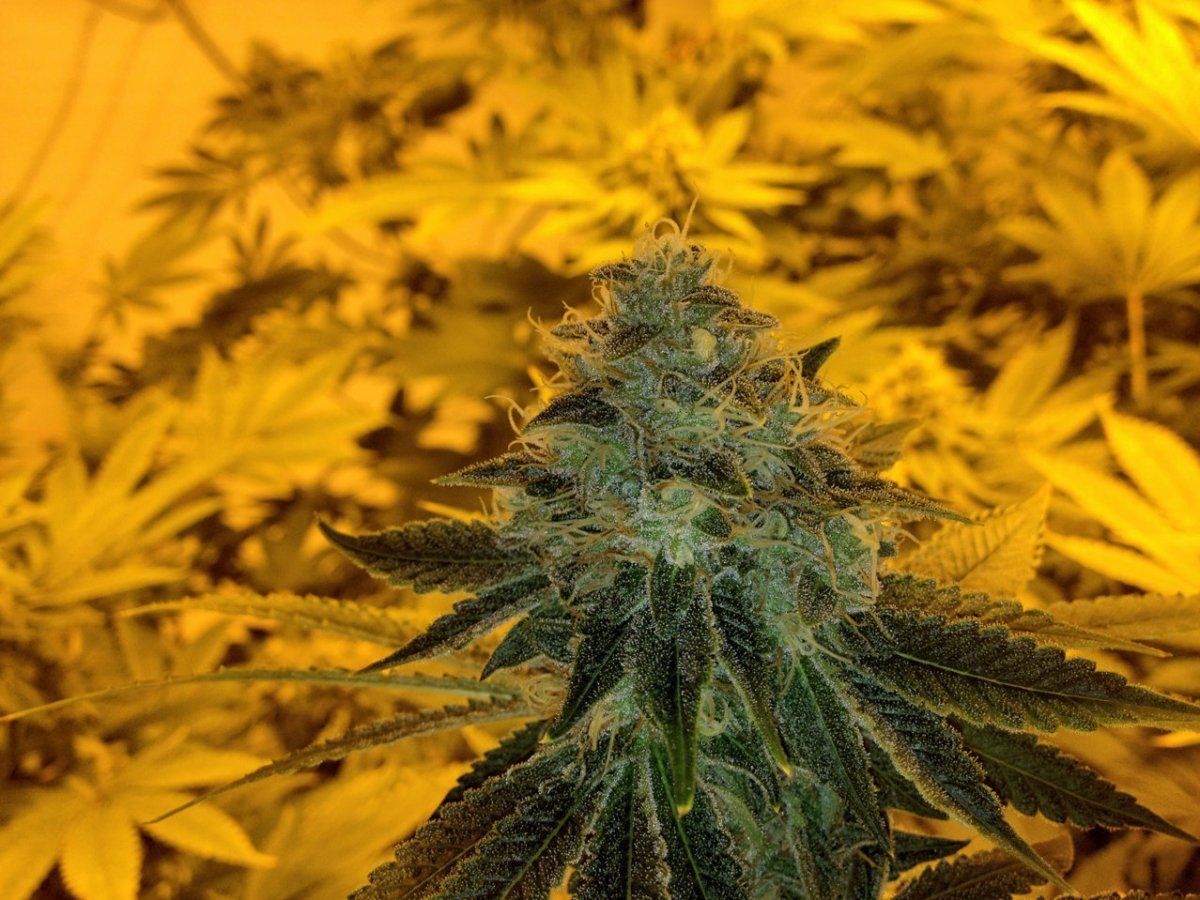 Bubbaogweek820123