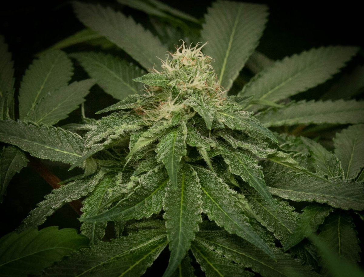 Bubbas Breath bud shot at 5 weeks 5