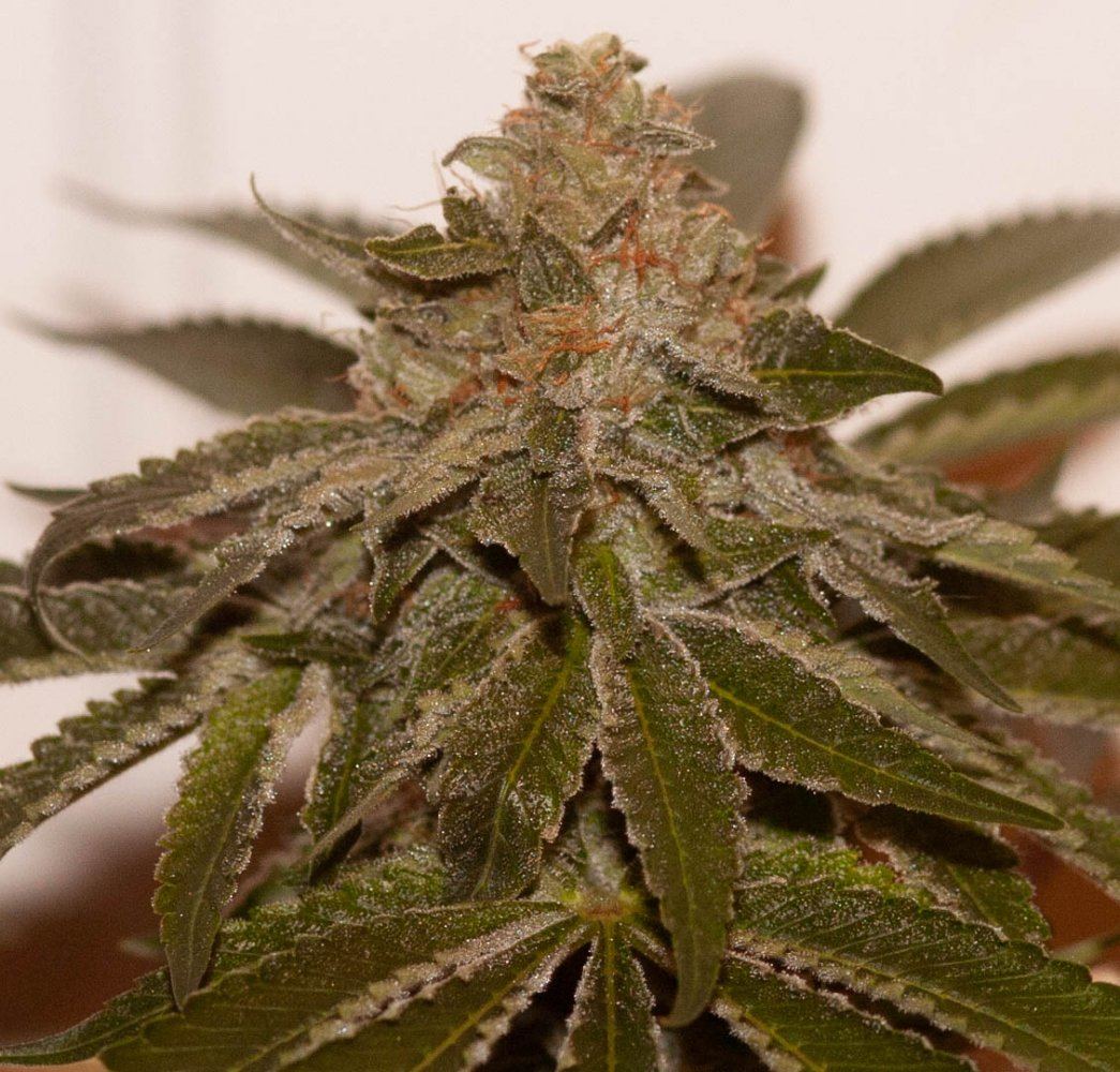 Bubbas Breath final bud shot at 7 weeks