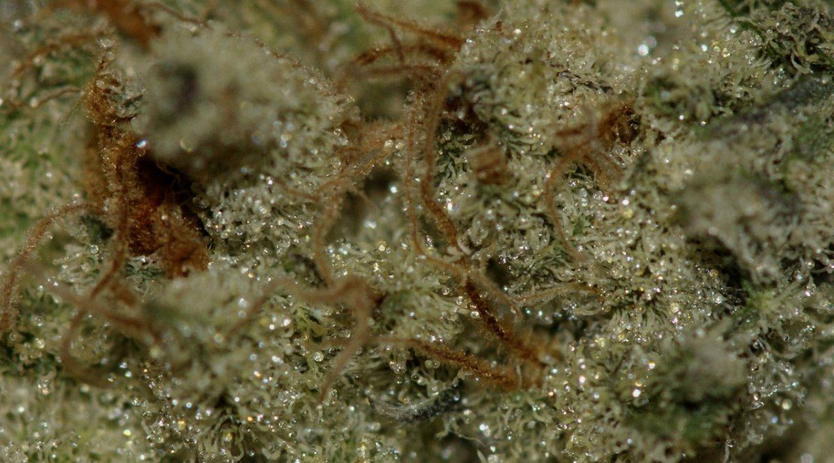 Bubbas girl 3