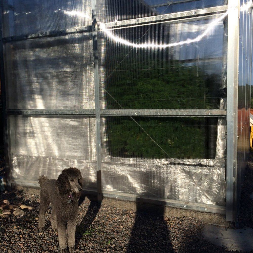 Bubbas greenhouse