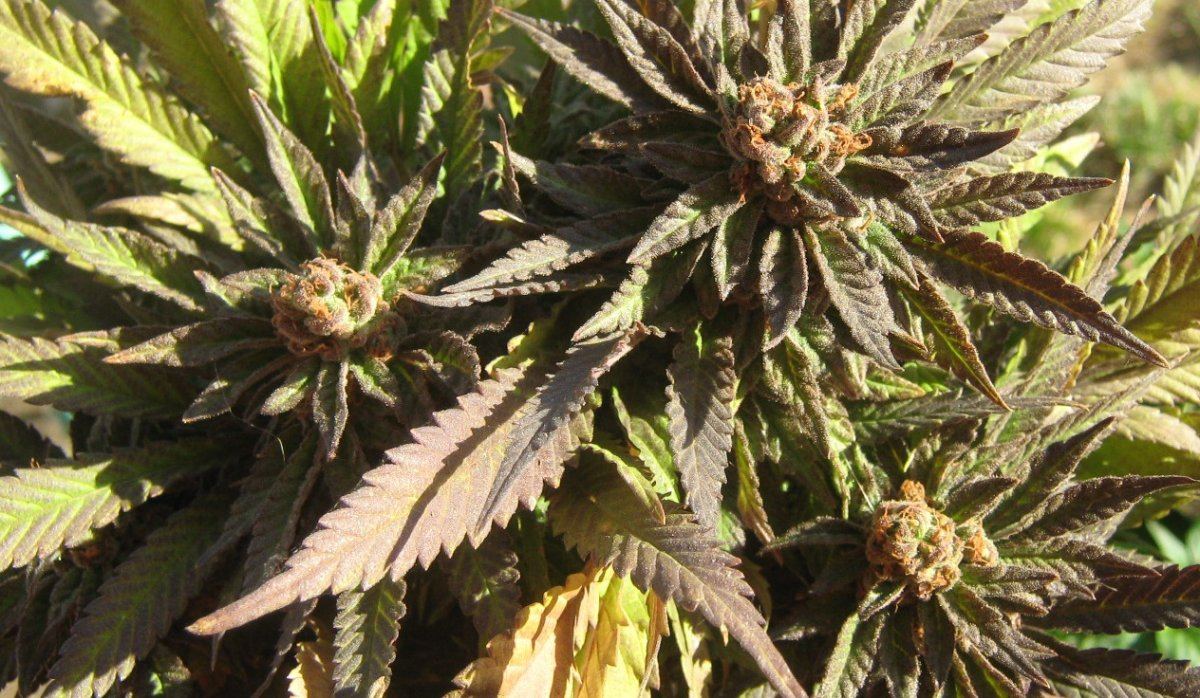 Bubbatops6 6
