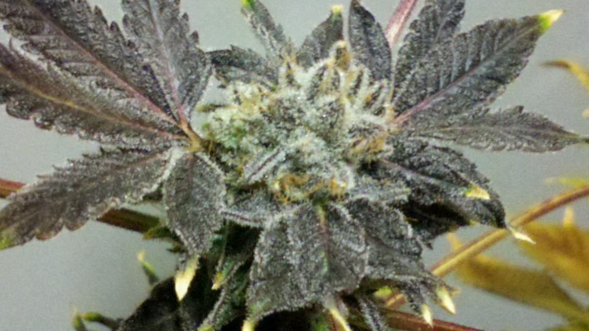 Bubbaurkle110313120406