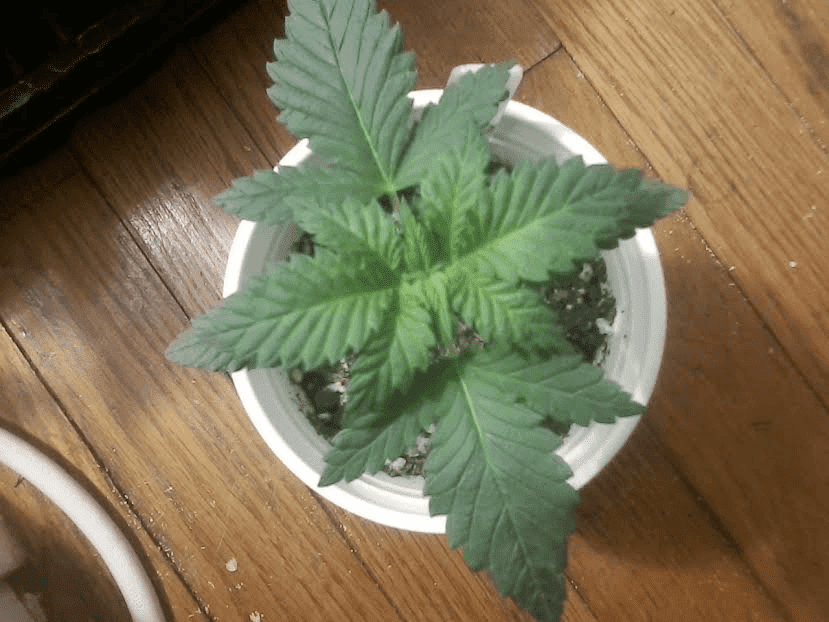 Bubble Gum x Space Candy 2weeks