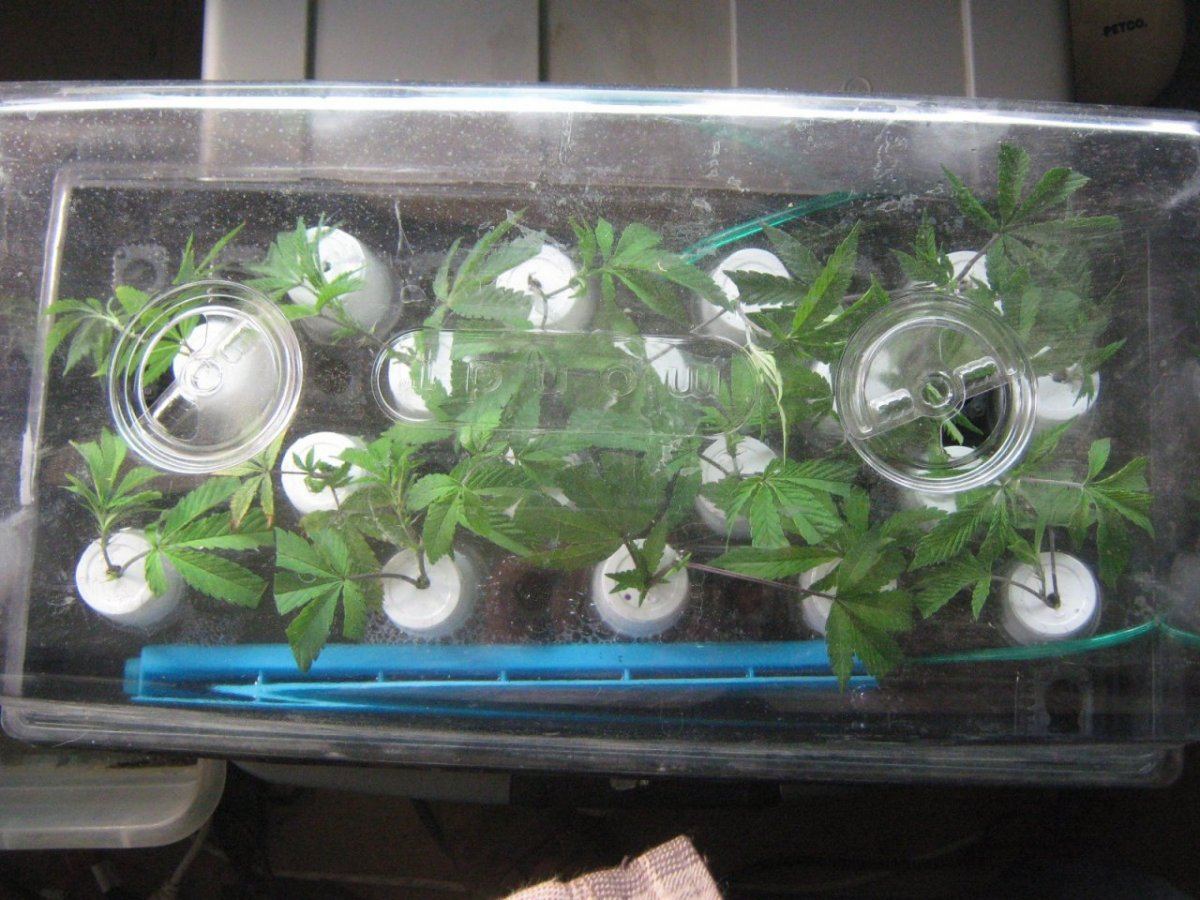 Bubblecloner1130