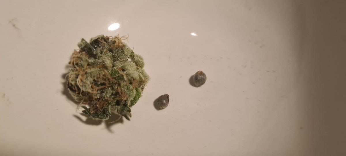 Bubbled186