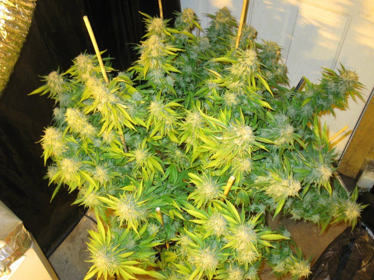 Bubblegum 3 chop 020