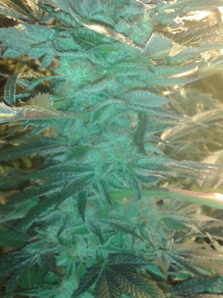 Bubblegum