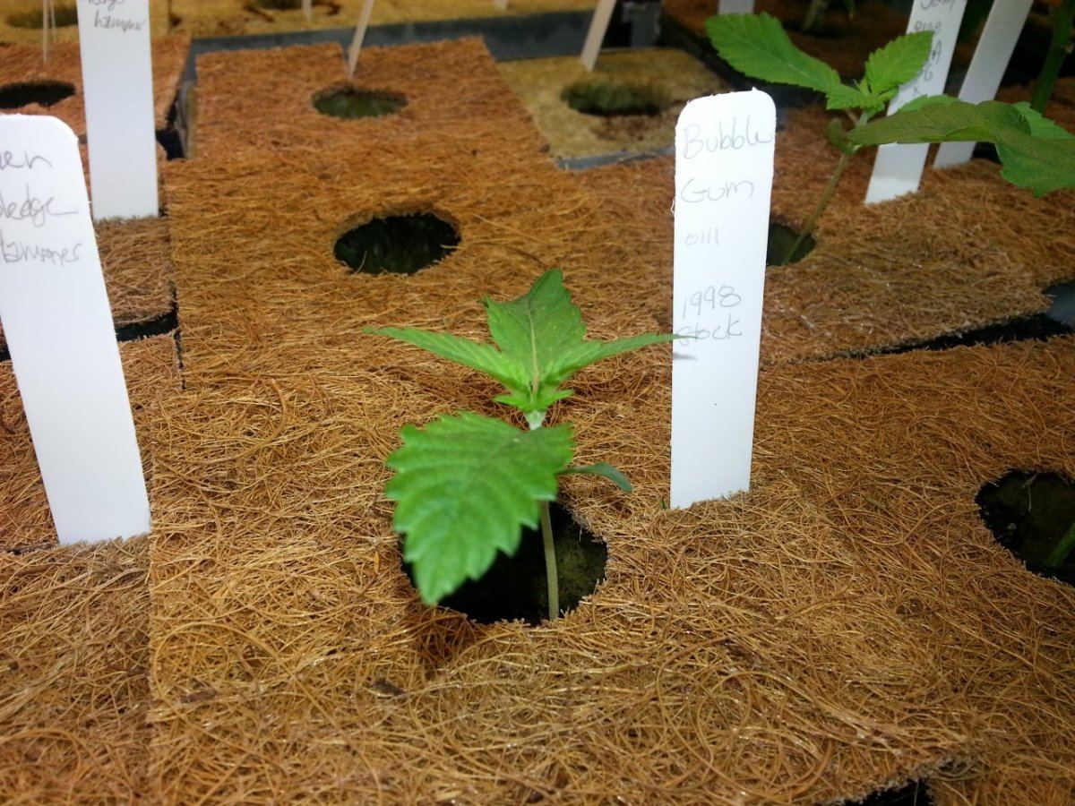 Bubblegum thelonegum