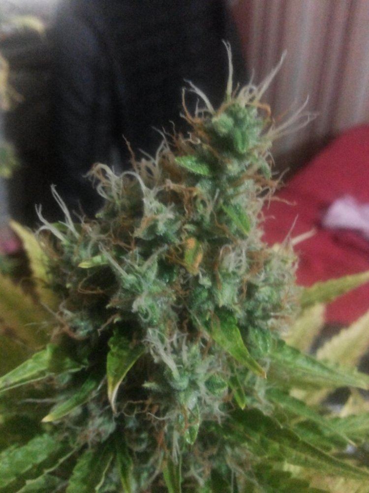 Bubblegum11