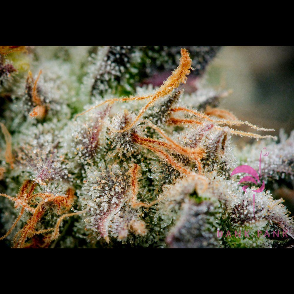 Bubblegummacro