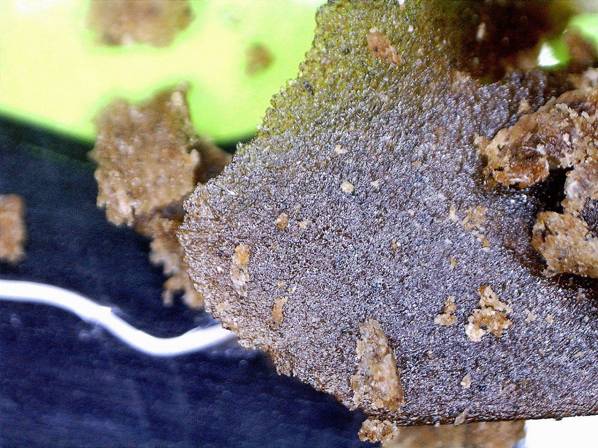 Bubblehashmacro7 betterquality 200x