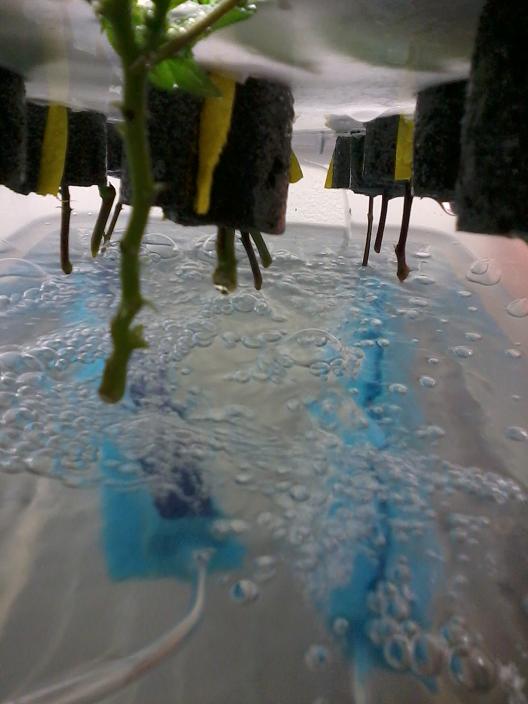 Bubbles 3