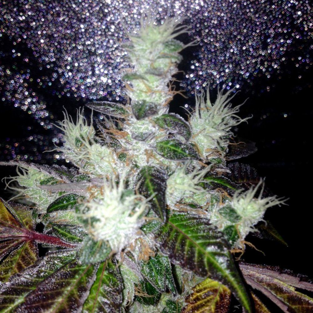 Bubdogsativa