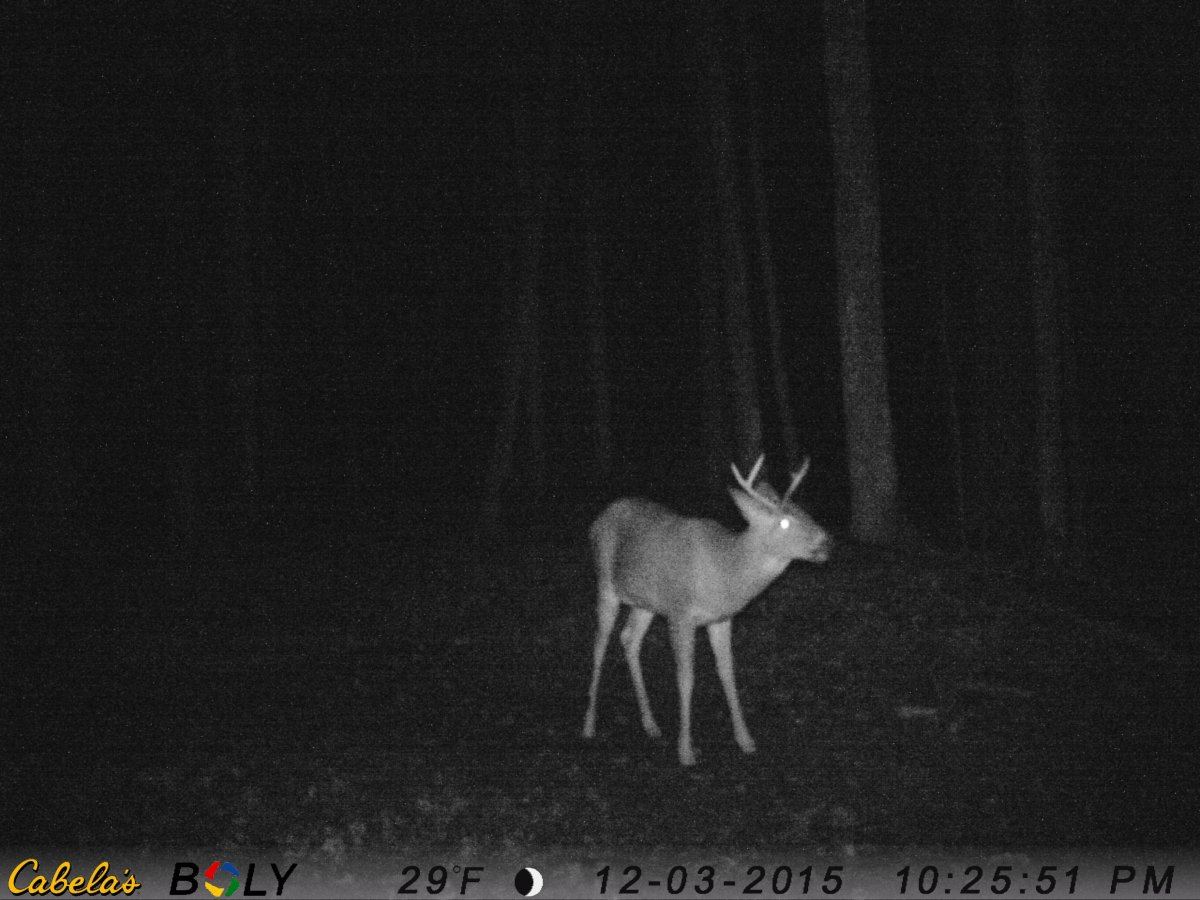 Buck 1
