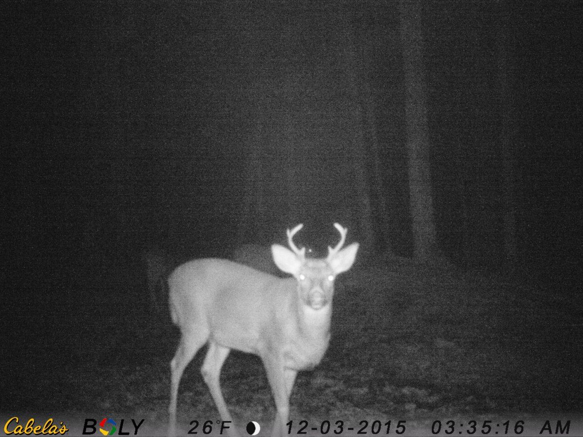 Buck 2  6pt