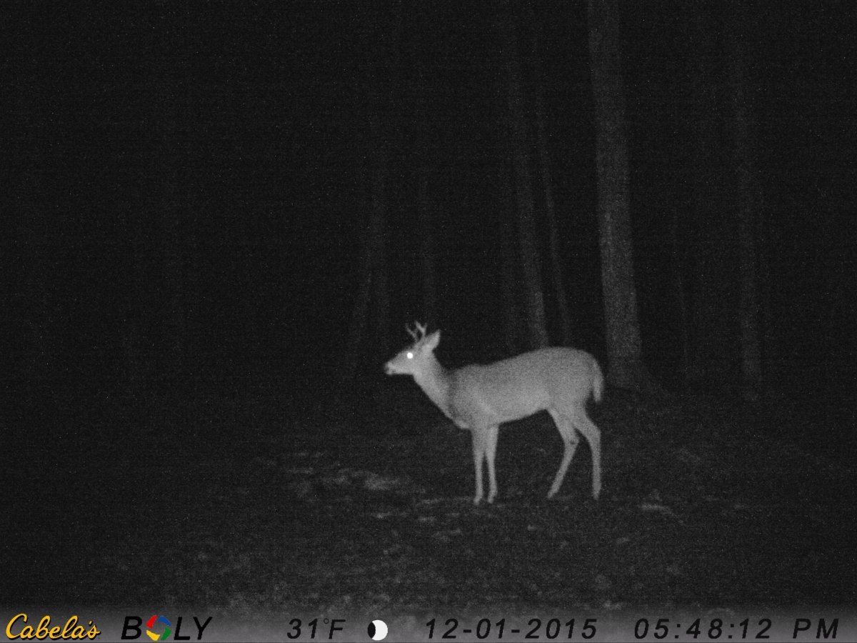 Buck 3 4pt