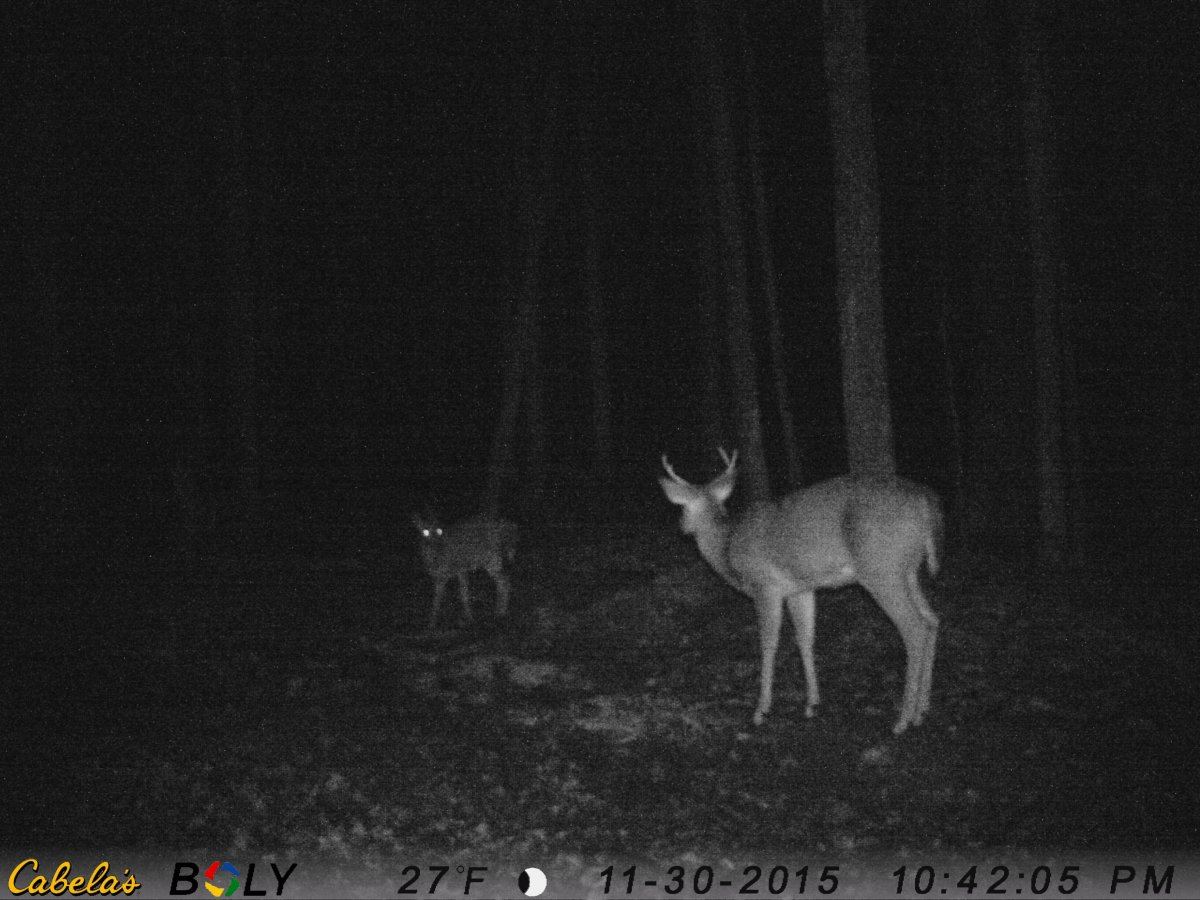 Buck 4 wide 3pt