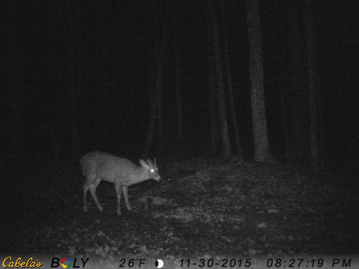 Buck 5 spike