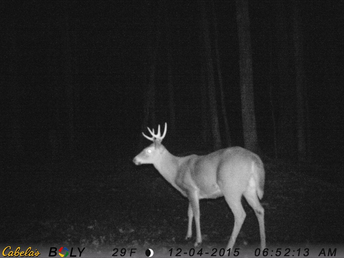 Buck 6 6pt fatty