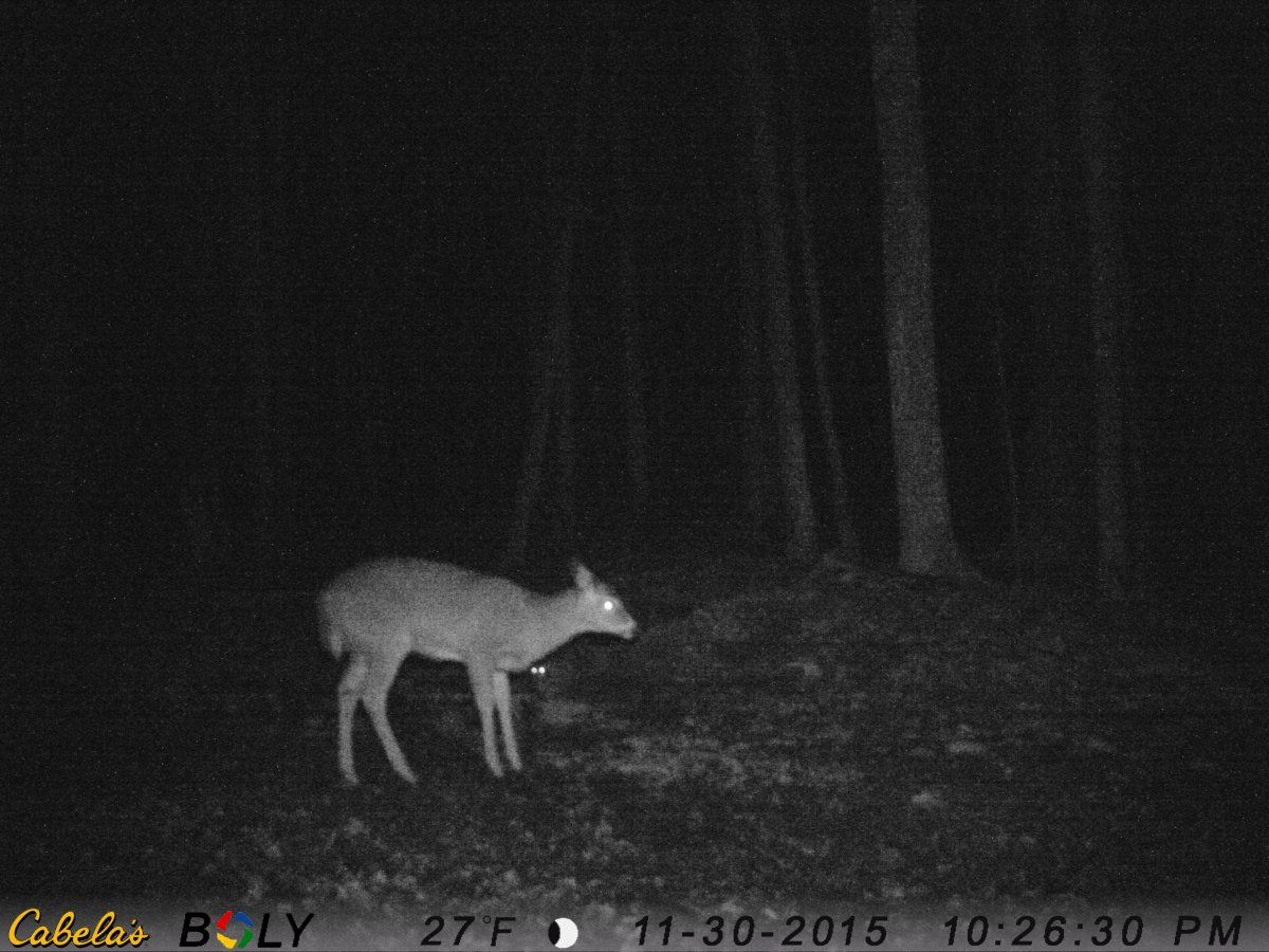 Buck 7 billy