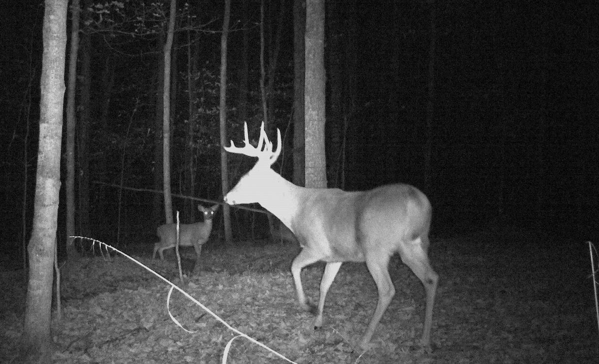Buck pose
