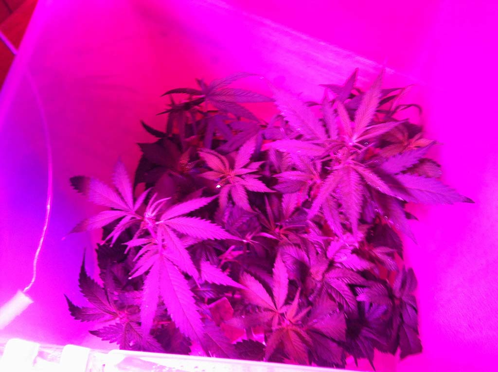 Bucketoclones