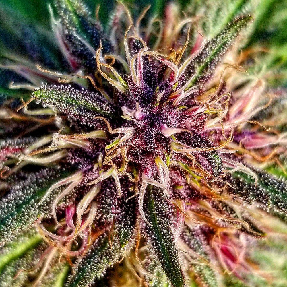 Buckeye purple BX 