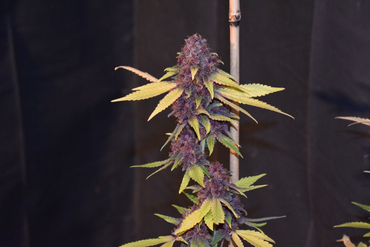 Buckeyepurple